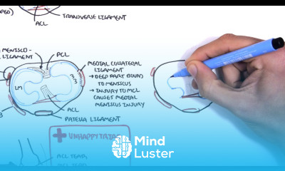 Clinical Anatomy Knee mensicus and knee joint