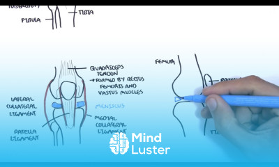 Clinical Anatomy Knee