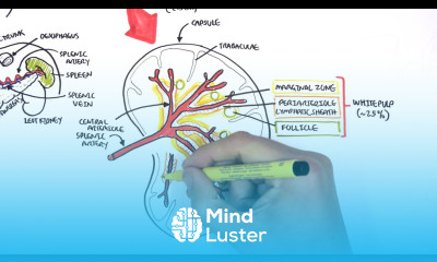 Spleen Anatomy and Physiology