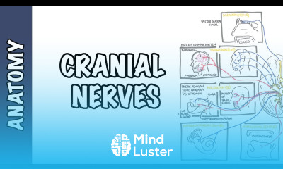 Anatomy Cranial Nerves Overview