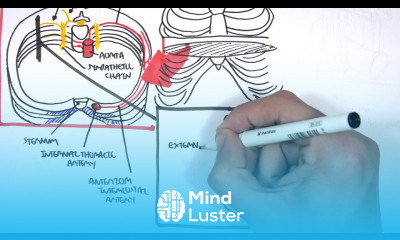 Anatomy Thorax Clinical Nerve Block