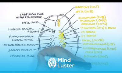 Anatomy Cranial Nerves and the Skull