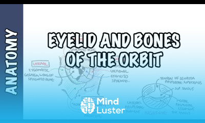 Anatomy Eye Orbit and Eyelid