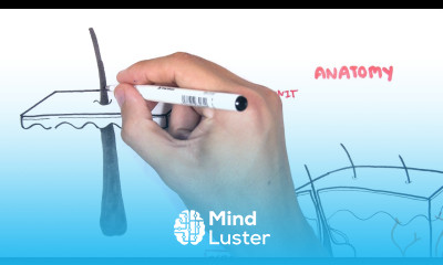 Introduction to Skin Anatomy and Physiology