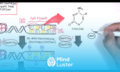 DNA Methylation and Cancer