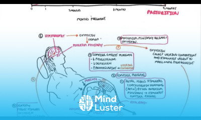 Parturition Pregnancy Hormones Giving Birth