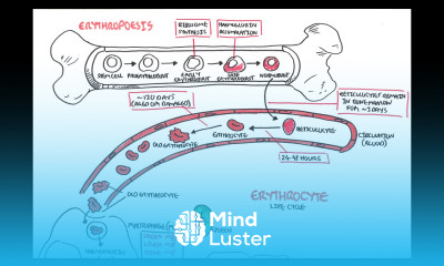 Haematology Red Blood Cell Life Cycle