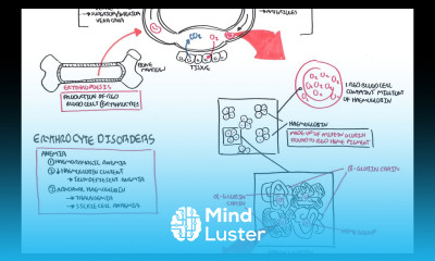 Haematology Red Blood Cells
