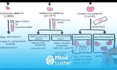 Anaemia anemia classification microcytic normocytic and macrocytic and pathophysiology