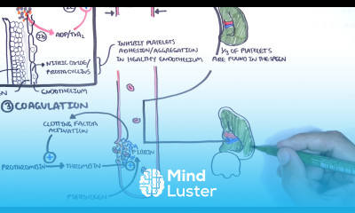 Thrombocytopaenia low platelets Overview platelet physiology classification pathophysiology