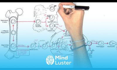 Non Hodgkins Lymphoma Types and Pathophysiology