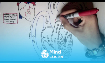 Cardiology Heart Physiology I Cardiac Myocyte and Membrane Potential