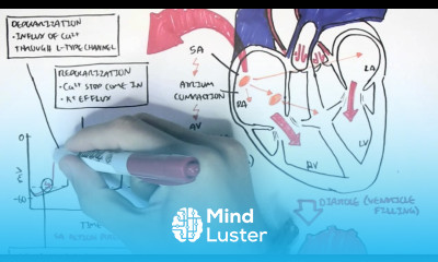 Cardiology Relationship of conduction system ventricular contraction and ECG