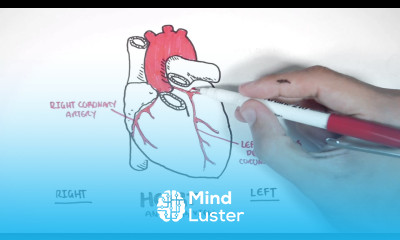 Cardiology Coronary Blood Supply