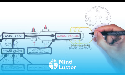 Regulation of Cardiac Output and Mean Arterial Pressure relationships
