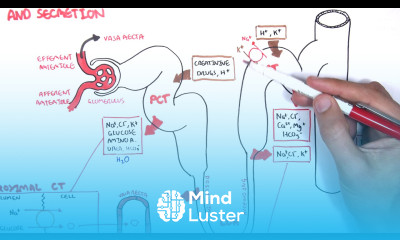Nephrology Physiology Reabsorption and Secretion