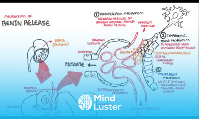 Mechanisms of Renin Release