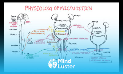Physiology of Micturition