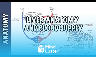 Liver Anatomy and Blood Supply