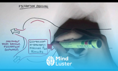 Nephrology Glomerular Filtration