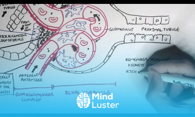 Nephrology Kidney Physiology Overview