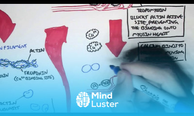 Myology Skeletal Muscle Sarcomere Myosin and Actin