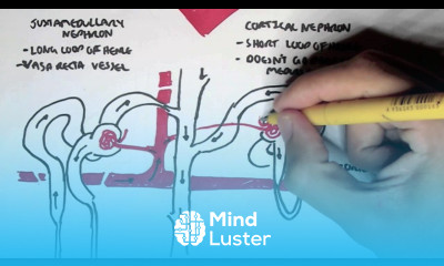 Nephrology Kidney and Nephron Overview
