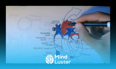 Cardiovascular System Anatomy