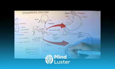 Digestive System Anatomy