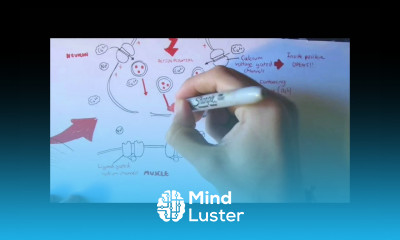 Neuromuscular Junction