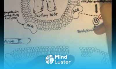 Renin Angiotensin System Structure Chymase