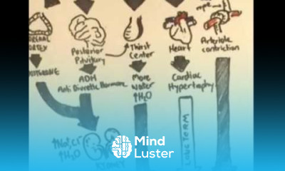 Renin Angiotensin Aldosterone System Overview