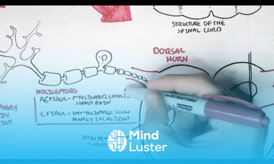 Nociceptors An Introduction to Pain