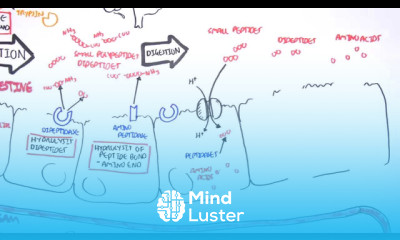 Protein Digestion and Absorption