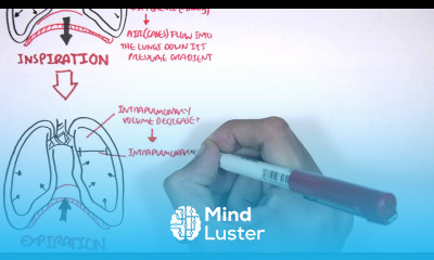 Mechanism of Breathing