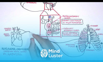 Control Of Respiration regulation of breathing