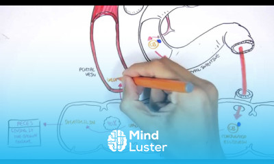 Bilirubin Metabolism