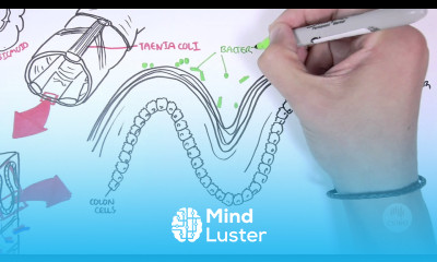 Visualising good gut bacteria