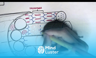 Myology Skeletal Muscle Contraction