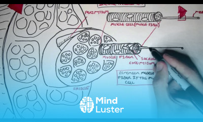 Myology Skeletal Muscle Structure