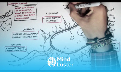 Microbiology Bacteria Structure