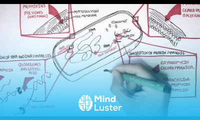 Microbiology Antibiotics Mechanisms of Action