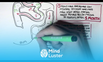 Pin Worms Enterobius Vermicularis