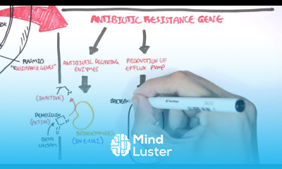 Microbiology Bacteria Antibiotic Resistance