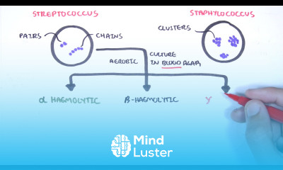 Microbiology Streptococcus species