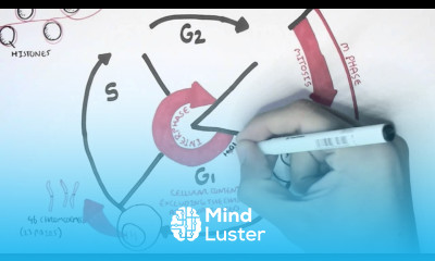 Cell Cycle Overview Interphase