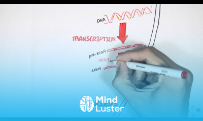 Transcription and Translation Overview