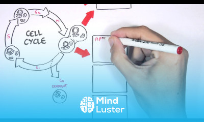 Cell fates Division Senescence and Death