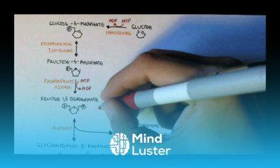Human Metabolism Map II Gluconeogenesis Glycogenesis