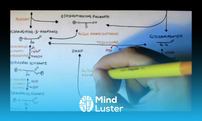 Human Metabolism Map III Glycerols Mono Di Tri and Phosphatidic Acid